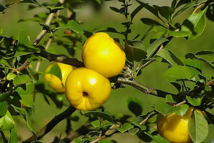 coing-pologne-citron-sidonia