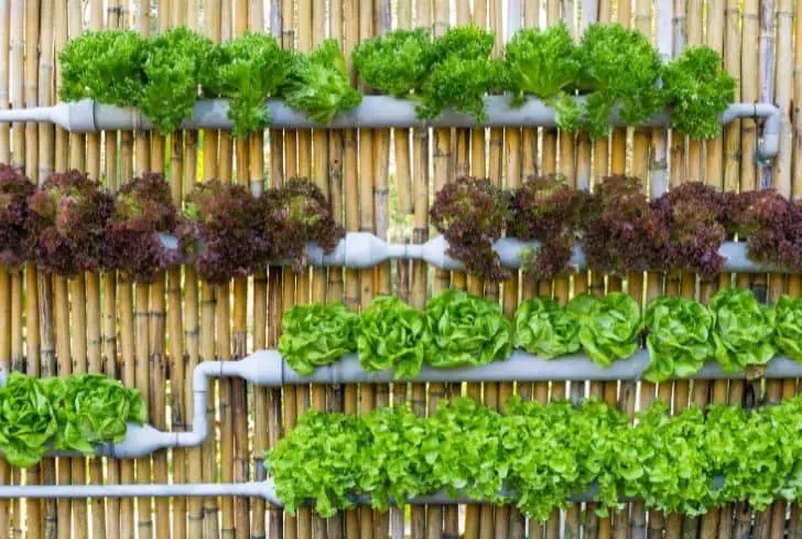 mur-vert-jardinage-vertical