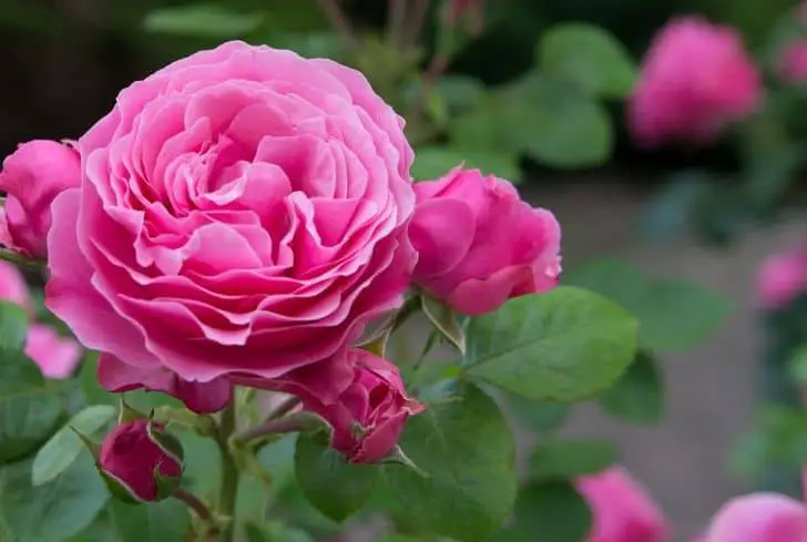 rose-rose-fleur