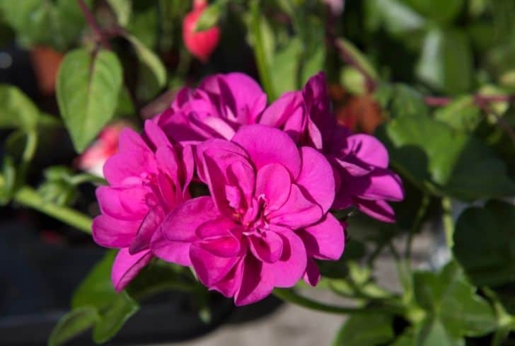 grandes-boules-de-feu-geranium