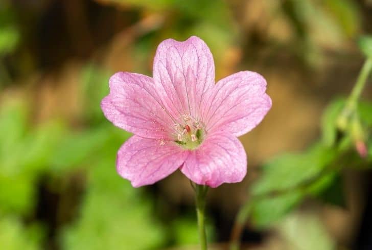 Rose des tombes de guerre