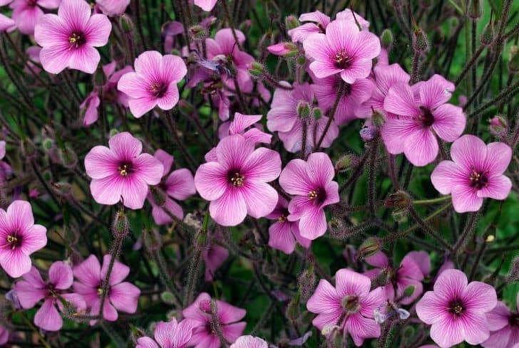 Géranium sanguin de Madère