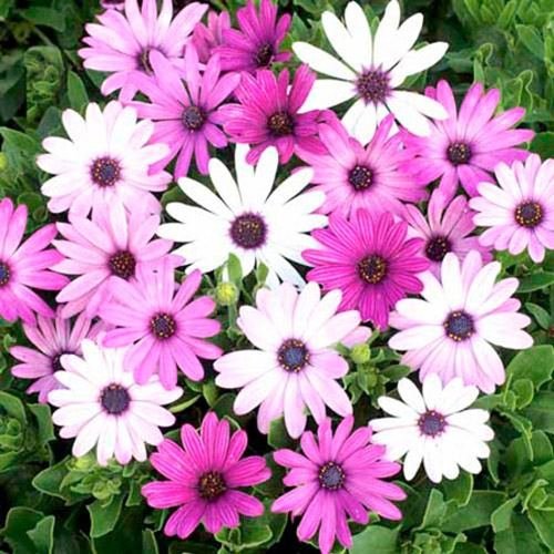 Outsidepride Osteospermum Ecklonis Mélange de graines de fleurs - 100 graines