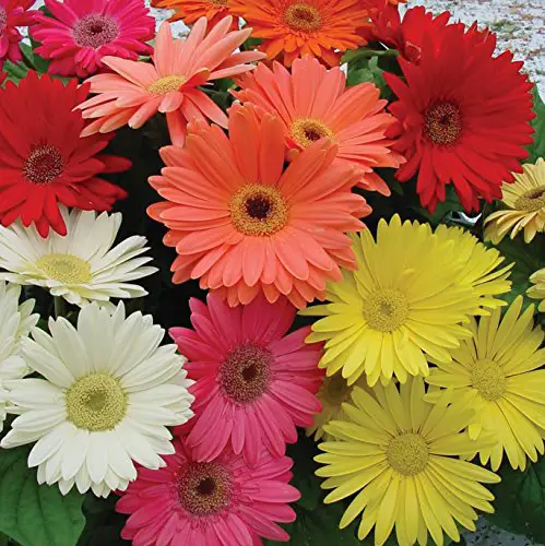Outsidepride Gerbera Daisy Flower Seed Plant Mix - 100 graines