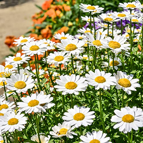 Outsidepride Chrysanthemum Creeping Daisy - 5000 graines