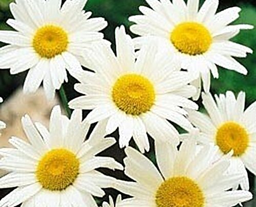 Seed Kingdom Shasta Daisy Alaska Nice Garden Flower Bulk 25 000 graines
