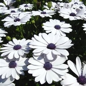 50 BLANC AFRICAIN CAPE DAISY Dimorphotheca Sinuata Flower SeedsComb S/H & Gift