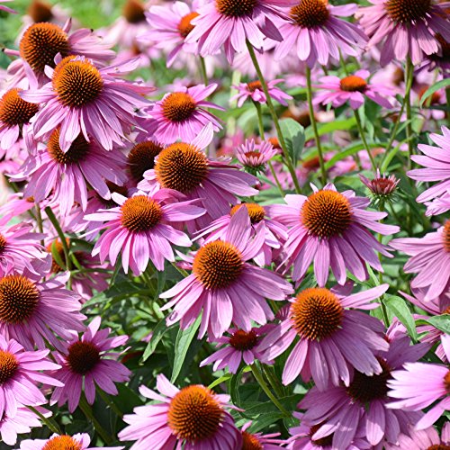 Outsidepride Echinacea Purple Coneflower Graines de fleurs - 1000 graines