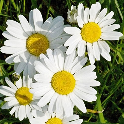Graines de marguerite blanche non OGM en vrac Chrysanthemum leucanthemum (1/4 Lb) 214 750 graines