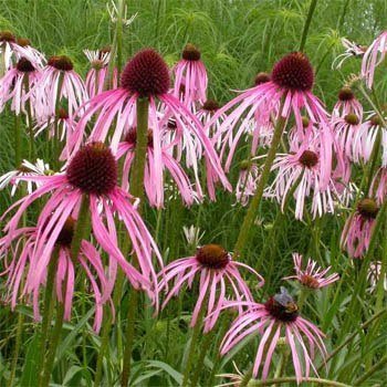 Outsidepride Echinacea Échinacée pourpre pâle - 1000 graines