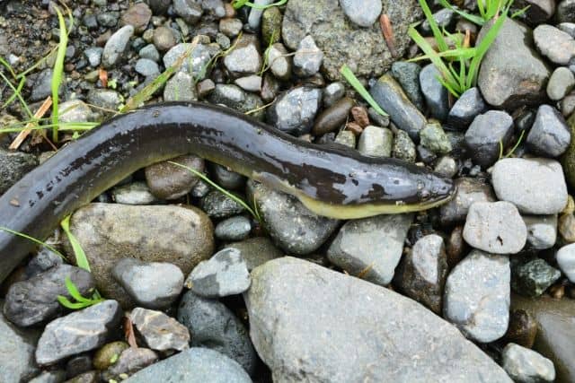 Anguille Longfin