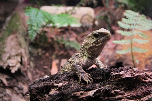 Tuatara