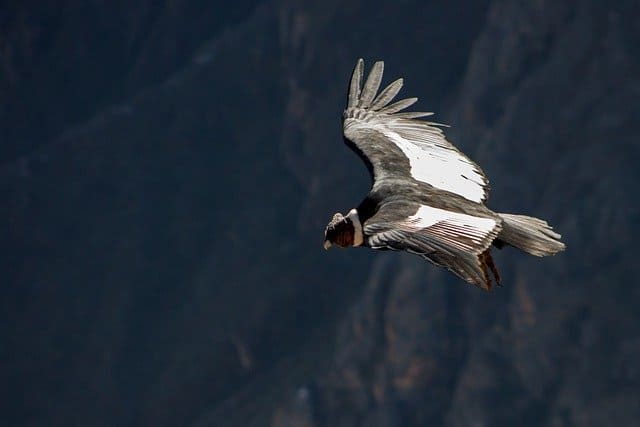 Condor des Andes