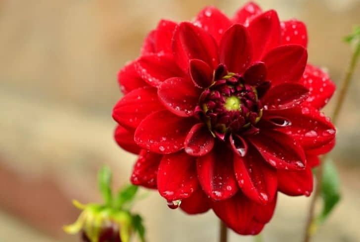 Dahlia