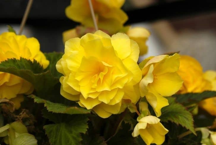 Bégonias