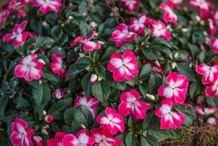 Impatiens doubles