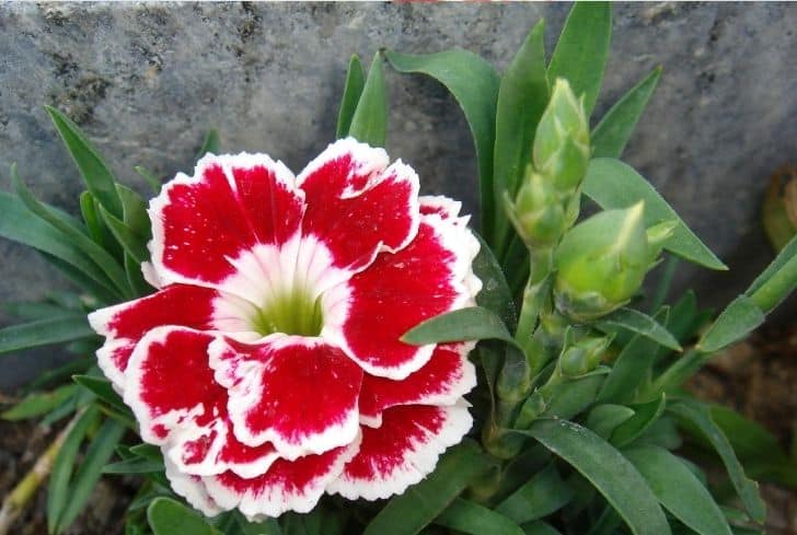 Dianthus double