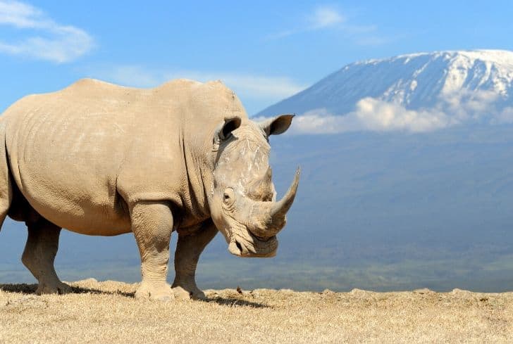Rhinocéros