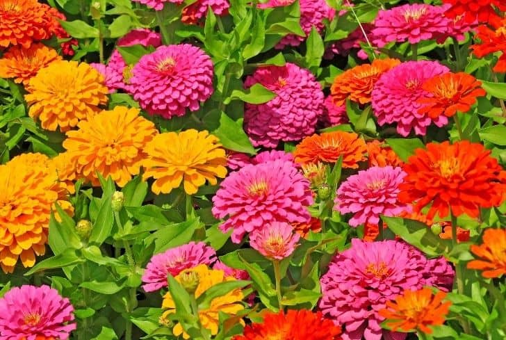 Zinnia