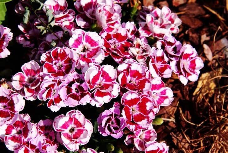 Dianthus Caryophyllus