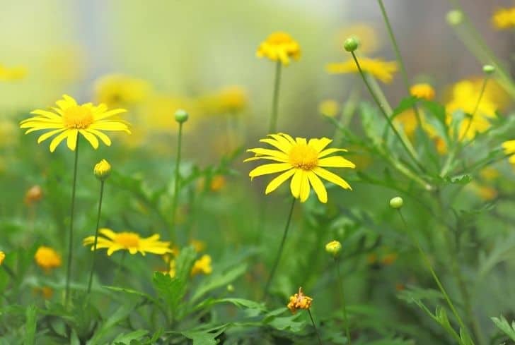 Marguerite jaune