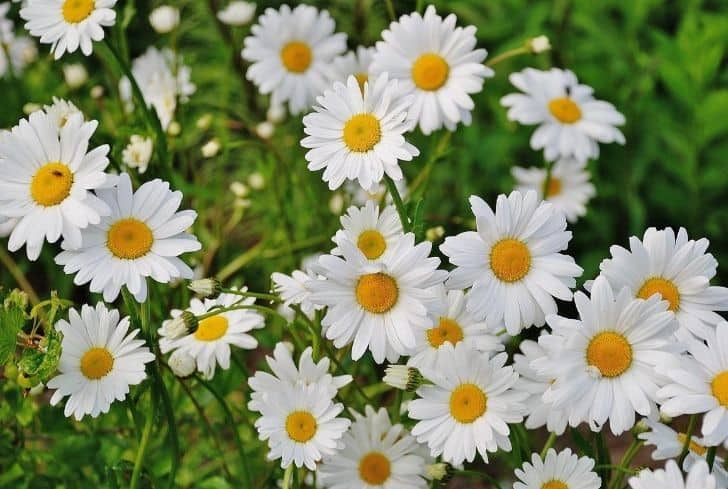 une marguerite