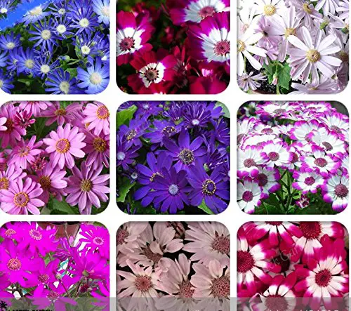 Solution Seeds Farm 50 graines mélangées 9 couleurs Graines de cinéraire de fleuriste, fleurs rares bleu rouge rose violet blanc.