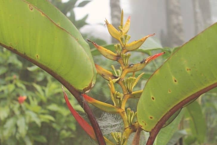 plantes-des-forêts-tropicales