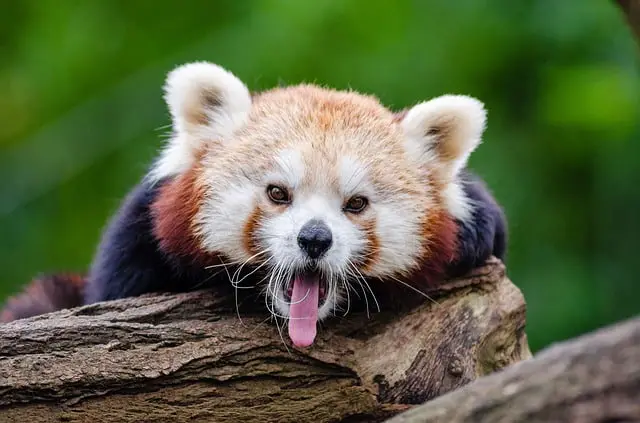 panda-roux-baille-curieux