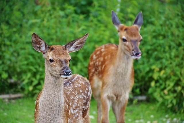 chevreuil-kitz-foret-sauvage-cerf