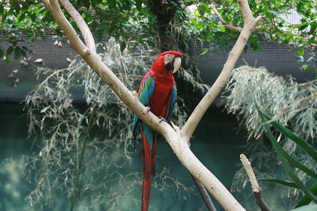 Biome des forêts tropicales humides