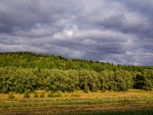 biome des prairies