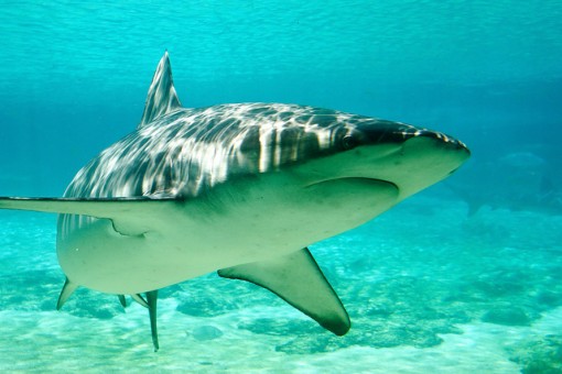 requin-animal-marin