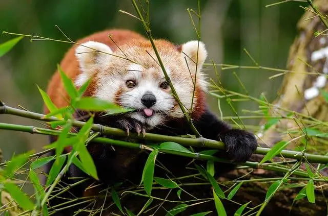 Le panda roux, une espèce en danger à l'état sauvageEspèces-menacées.fr
