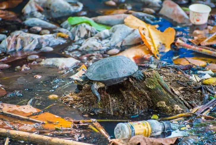 tortue-dans-l-eau-pollution-bouteilles-plastiques