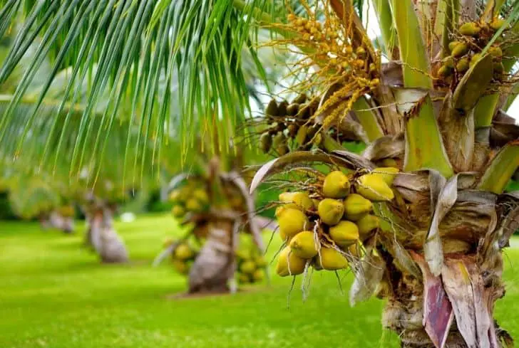 Noix de coco naines jaunes de Malaisie