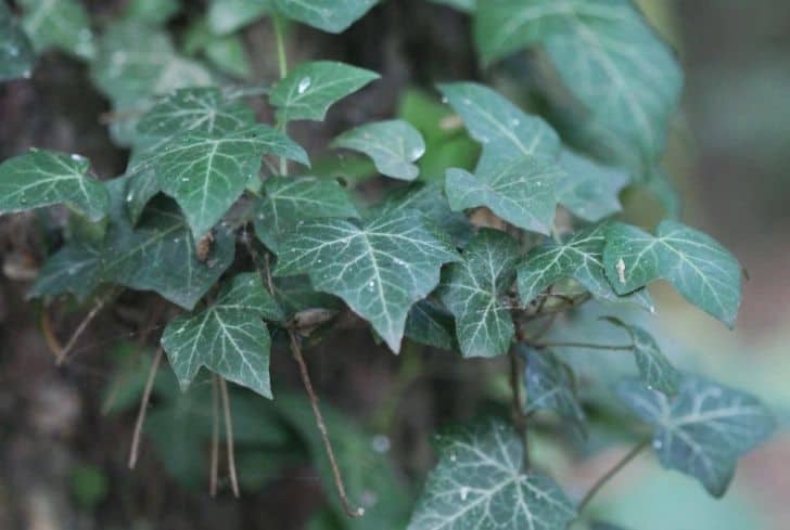 hedera canariensis