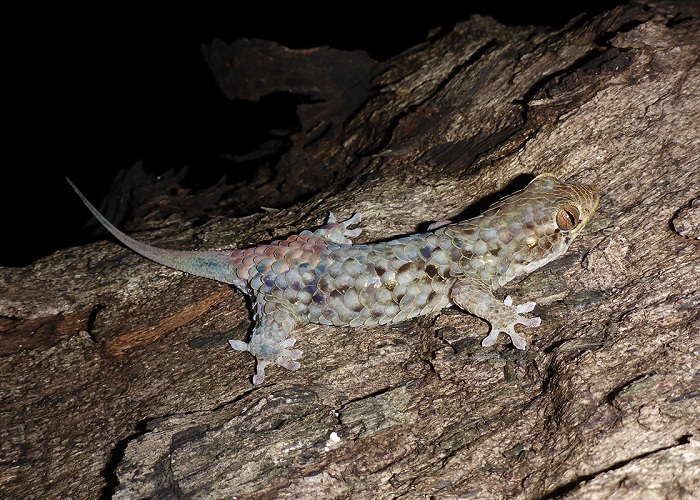 Le nouveau gecko à écailles de poisson, Geckolepis megalepis, a les plus grandes écailles corporelles de tous les geckos.