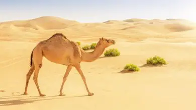 Que mangent les chameaux dans le désert ?  Par Jeanna Bryner publié le 23 mai 22 La grande bouche coriace des chameaux peut manipuler les épines piquantes de presque tous les types de végétation du désert, y compris celle que les autres animaux du désert évitent.