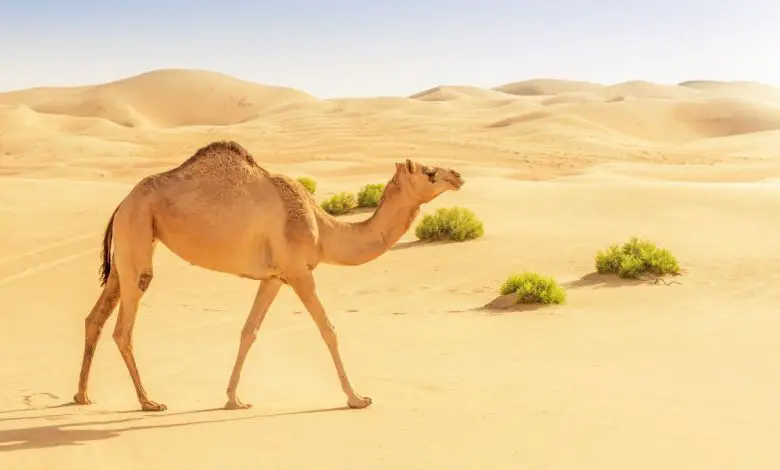 Que mangent les chameaux dans le désert ?  Par Jeanna Bryner publié le 23 mai 22 La grande bouche coriace des chameaux peut manipuler les épines piquantes de presque tous les types de végétation du désert, y compris celle que les autres animaux du désert évitent.