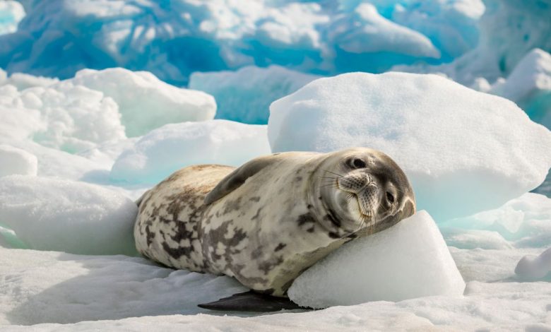 16 Times Antarctica Revealed Its Awesomeness in 2019


By

Stephanie Pappas 

published 26 December 19