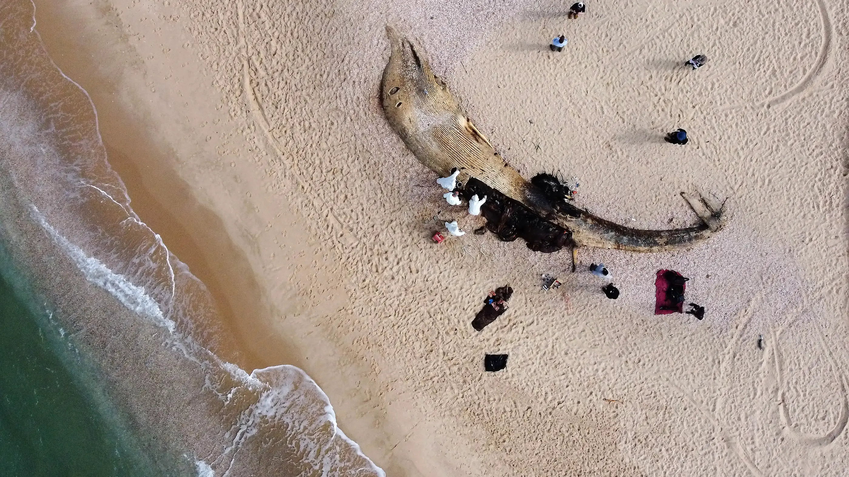 Des scientifiques examinent le corps d'un rorqual commun mort qui s'est échoué de la mer Méditerranée le 21 février à Nitzanim, en Israël.