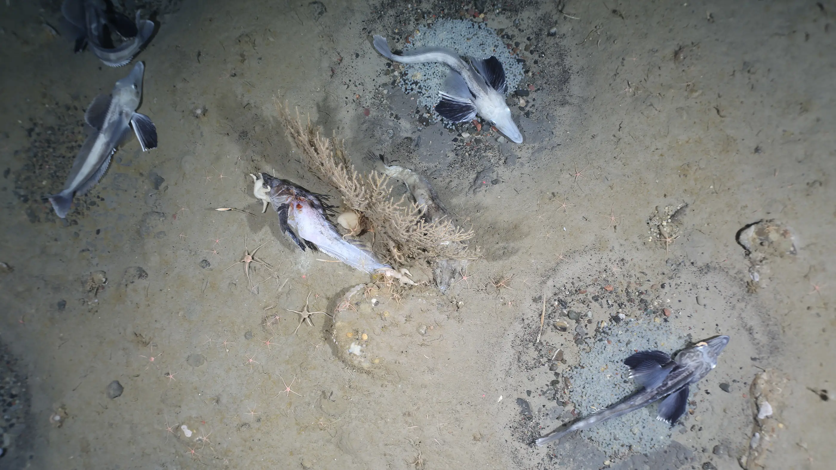Chacun des nids de poisson des glaces semblait être gardé par un adulte. Entremêlés avec les nids se trouvaient des carcasses de poissons.