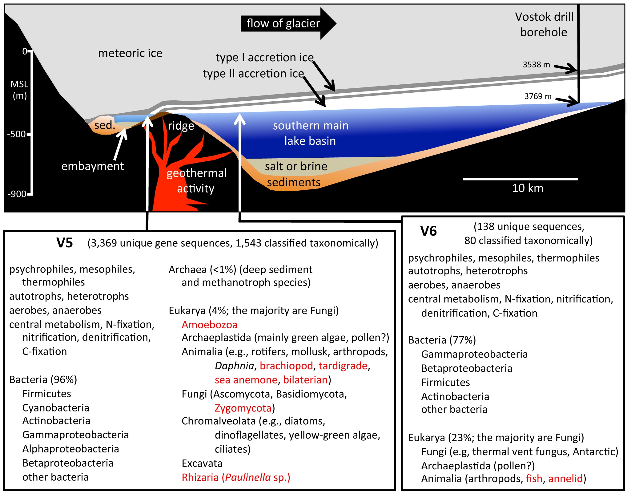 Une coupe transversale du lac Vostok montre comment la glace s'accumule au-dessus du lac et une liste de certains des différents organismes découverts dans la carotte de glace.