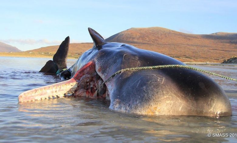 220 livres.  « Boule de litière » trouvée dans le ventre d'un cachalot mort Par Mindy Weisberger publié le 2 décembre 19 Les experts en baleines qui ont visité les lieux ont décrit la quantité de plastique dans le corps de l'animal comme « horrible ».