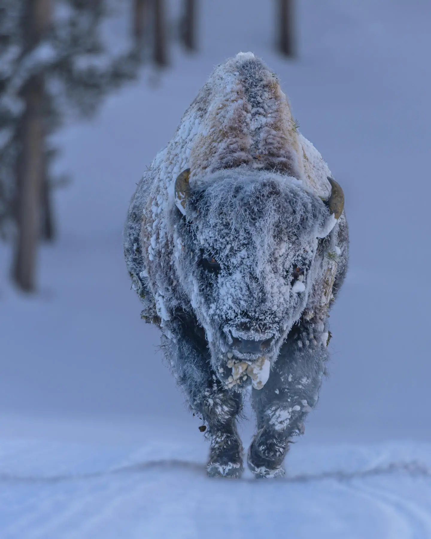 Un bison traverse le parc national de Yellowstone dans le Wyoming en hiver. La photographe Laura Hedien écrit : 