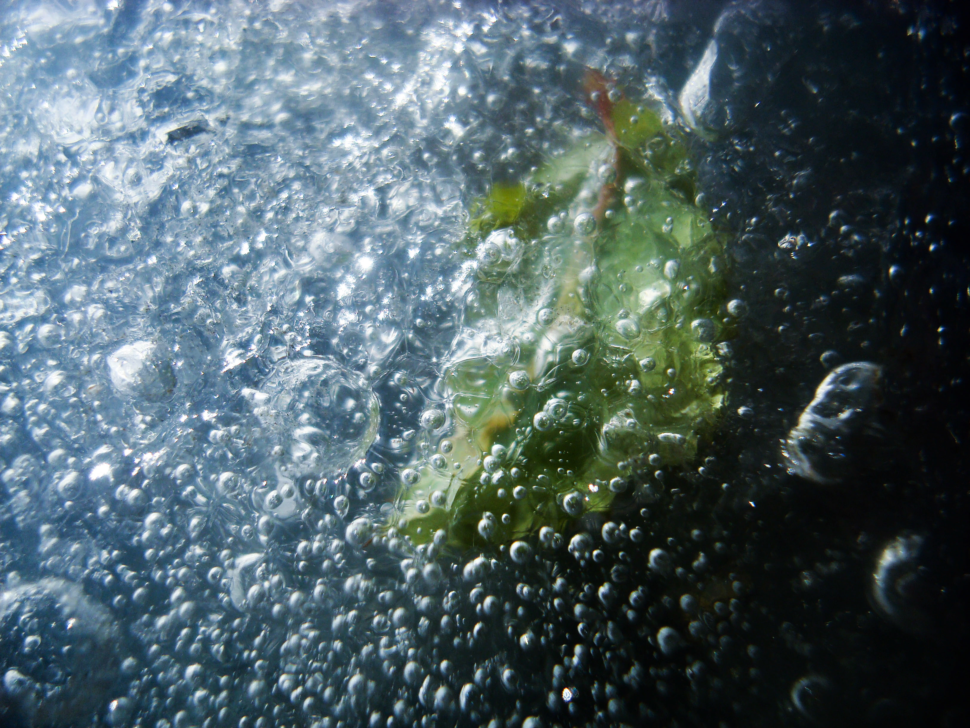 Le gagnant de la catégorie jeune photographe météo de cette année montre une feuille gelée dans un lac en Russie. La photographe Kolesnik Stephanie Sergeevna, 17 ans, écrit : 