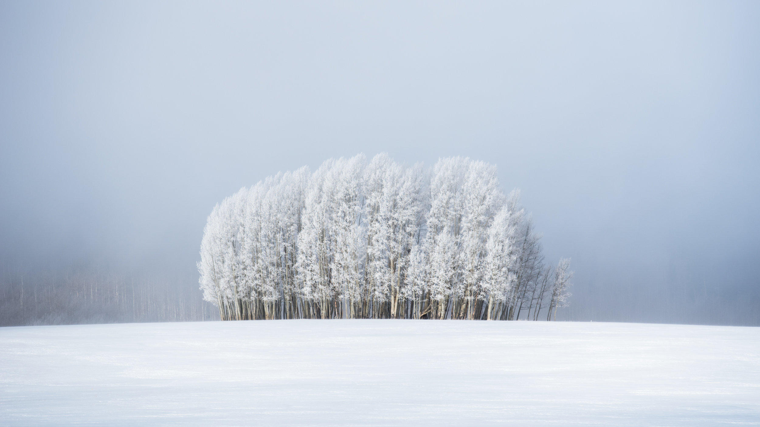 Des arbres fantomatiques dansent hors du brouillard dans la forêt nationale Medicine Bow-Routt du Colorado. Le photographe Preston Stoll écrit : 