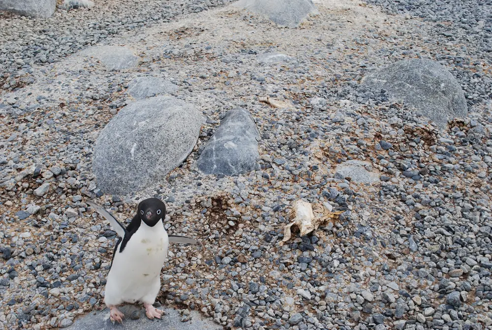 Un pingouin photo-bombardant un site de nidification moderne dans le sud de l'Antarctique. Les os et les momies exposés ici ressemblent exactement aux spécimens anciens du cap Irizar.