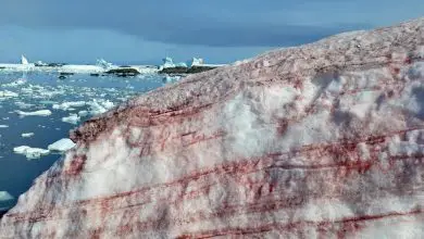 La "neige sanglante" effrayante envahit l'île de l'Antarctique Par Brandon Specktor publié le 26 février